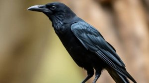 Ворона Ворон Черная ворона Ворон Воронов. Птицы