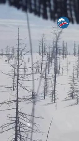 Огромное стадо оленей заблокировало движение на трассе