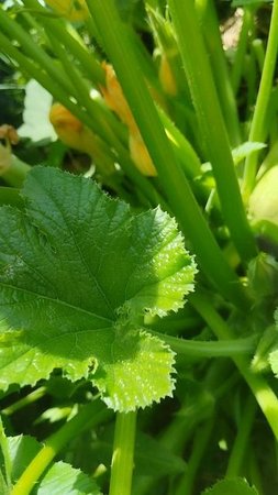 Кабачки пошли! Покажу как я выращиваю кабачки без ухода