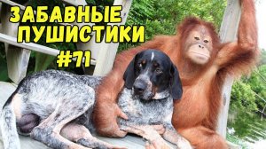 Я РЖАЛ ДО СЛЕЗ 😹 СМЕШНЫЕ КОШКИ И СОБАКИ  СМЕШНЫЕ ЖИВОТНЫЕ 2025 😹 ЛУЧШИЕ ПРИКОЛЫ #71
