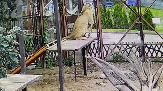 Трансляция началась. Шерхан на Троне 19.07.2025