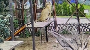 Трансляция началась. Шерхан на Троне 19.07.2025