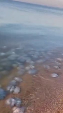 Нашествие медуз в Краснодарском крае: они заполонили побережье Азовского моря.