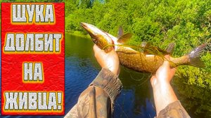 ЩУКИ И КРУПНЫЙ ОКУНЬ НА ЖИВЦА! РЫБАЛКА НА ЛЕСНОМ ОЗЕРЕ!