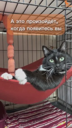 Эфриса ждёт вас в приюте #Муркоша