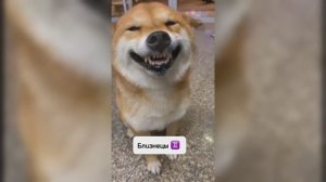 Какая собака по знаку зодиака.