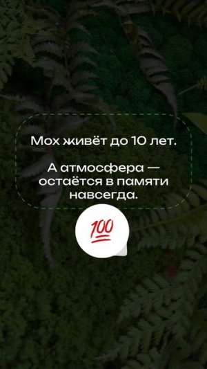 Стабилизированный мох