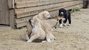 Щенки среднеазиатской овчарки