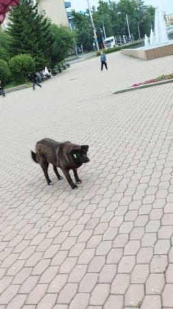 Странная собака не подпускает голубей к корму.