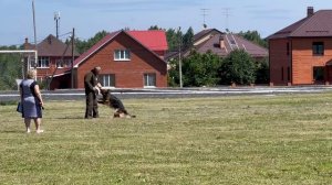 1 Отл. ВКЧК Аллемо Хаус ЯНАР №25. КЧК ТЮМЕНЬ 5 июля`25 Моно немецких овчарок