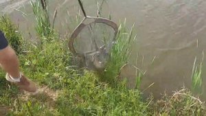 ловля карпа,карповая рыбалка РК "Фишка" Петряиха