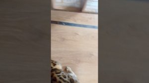 игра с кошкой