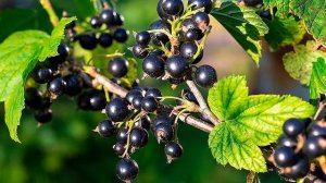 КАК УВЕЛИЧИТЬ УРОЖАЙНОСТЬ СМОРОДИНЫ