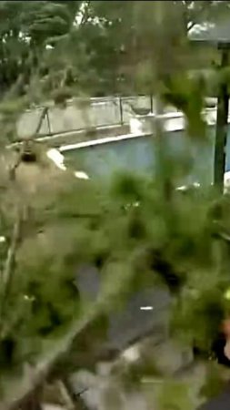 Мужчина чудом спасается от падающего дерева