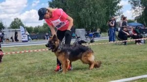 ПОДРОСТКИ СУКИ ДШ / КЧК ТЮМЕНЬ 5 июля`25 А.Буйнова Моно немецких овчарок