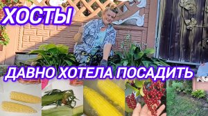 ДАВНО ХОТЕЛА ПОСАДИТЬ. СОБРАЛА НЕМНОГО. ПОЛУЧИЛОСЬ ПЯТЬ