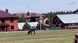 1 Отл. ВКЧК Аллемо Хаус ЯНАР №25. КЧК ТЮМЕНЬ 5 июля`25 Моно немецких овчарок