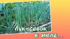 Важный момент в выращивании крупных луковиц из севка. Не пропусти18-07-2025