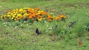 Голуби чистят хвост павлину