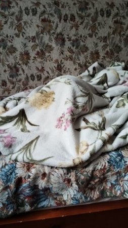 Кто под одеялом? Загадка для бабушки