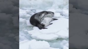 милоты в ленту
