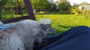 Дачный зверёк дивный