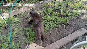 15-07-2025 Продолжение привыкания кота Дрона в нашей большой семье.День 17-й