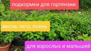 Подкормки для гортензии. Весна, лето, осень. для взрослых и маленьких.