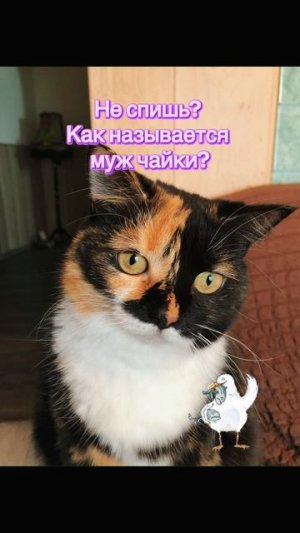 загадка на ночь… 🤔🤭😉🤗