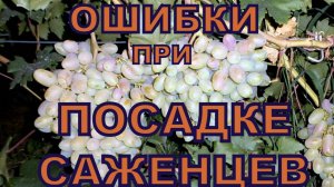 Виноград. Ошибки при посадке саженцев винограда