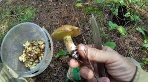 Первые маслята лета 2025