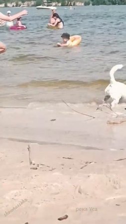 Йоу, пляж Золотые пески! Впечатлит до глубины! На реке Усе в жару отдохни! #super#shorts-RUTUBE