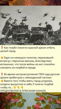 A_❗️Как голуби помогли красной армии отбить целый город_7