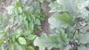 Лечение томатов: результат