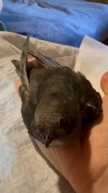 Самый прекрасный стриж на свете!