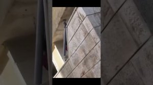 подборка видео с котиками