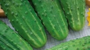 Сорт Огурцов Аннушка