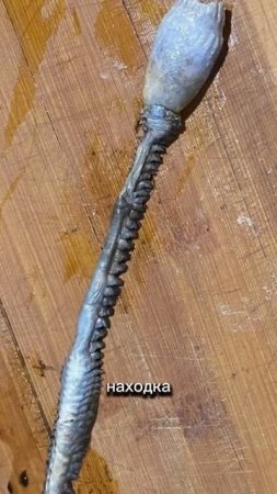 Ученые нашли ЖУТКОЕ создание