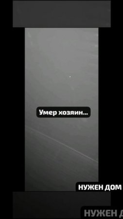 Умер хозяин. Осиротела вместе с кошкой. Ищем хорошие руки для красавицы.