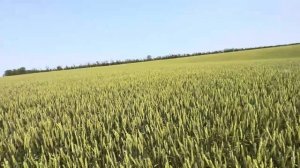 Озимая пшеница 2025.