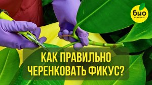 Как правильно черенковать фикус? Лучшие методы укоренения!