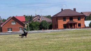 2 Отл. СС Аллюста Никас РУМБА +++ №54. КЧК ТЮМЕНЬ 5 июля`25 Моно немецких овчарок