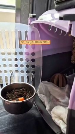Завёл в пути нового друга — французского бульдога Марса из Сургута.