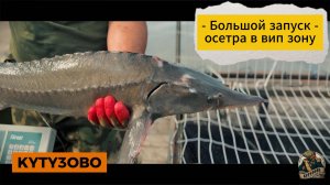 Большой запуск осетра в вип зону 19.07