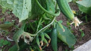 огород, природа,тишина.