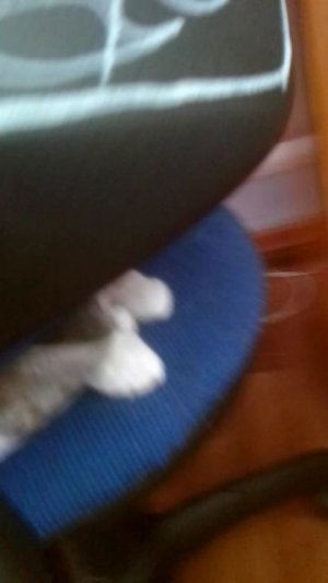 моя кошка