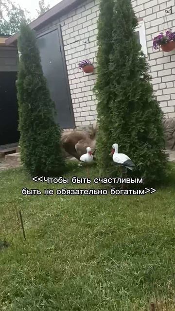 СНЕЖНЫЕЛАПЫ Никси Актив 19.07.2025