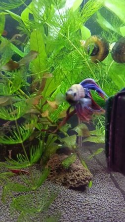 злой петушок 🐠 🤭😊#аквариум