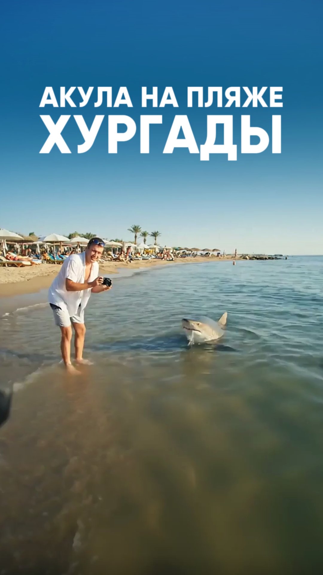 АКУЛА НА ПЛЯЖЕ ХУРГАДЫ