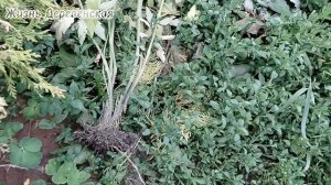 14-07-2025 Оборвала пасынки у помидоров,досажала помидоры в грунт,небольшой обзор теплицы сада